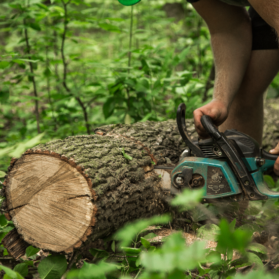 Tree Workers of Phoenix: Phoenix’s Trusted Tree Service Experts