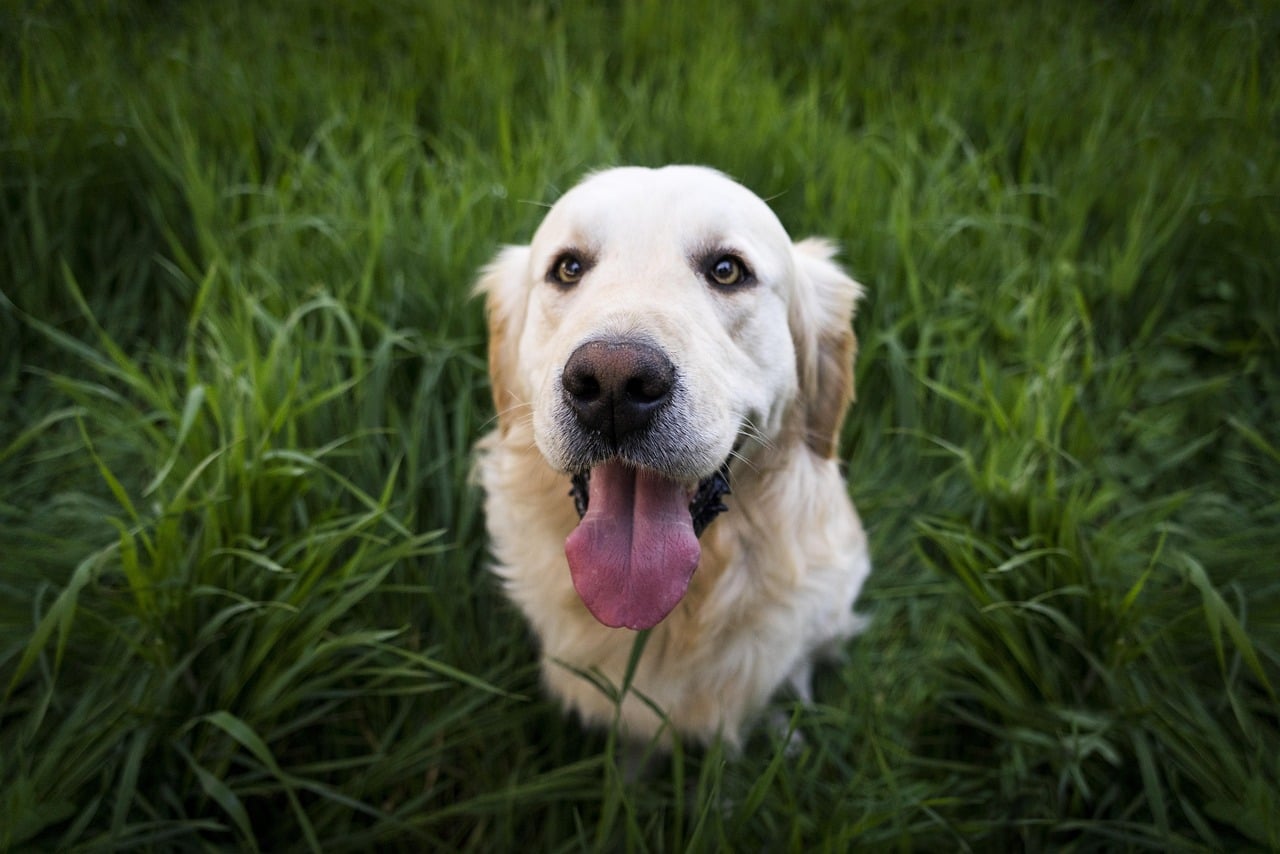 Veterinary Research Exposes Critical Dog Probiotic Selection Mistakes